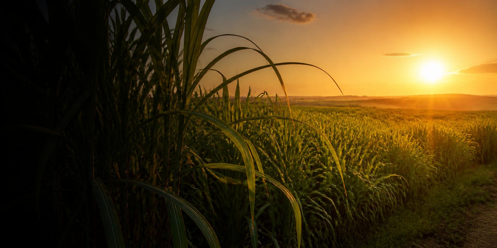 Sugarcane field at sunset in Brazil